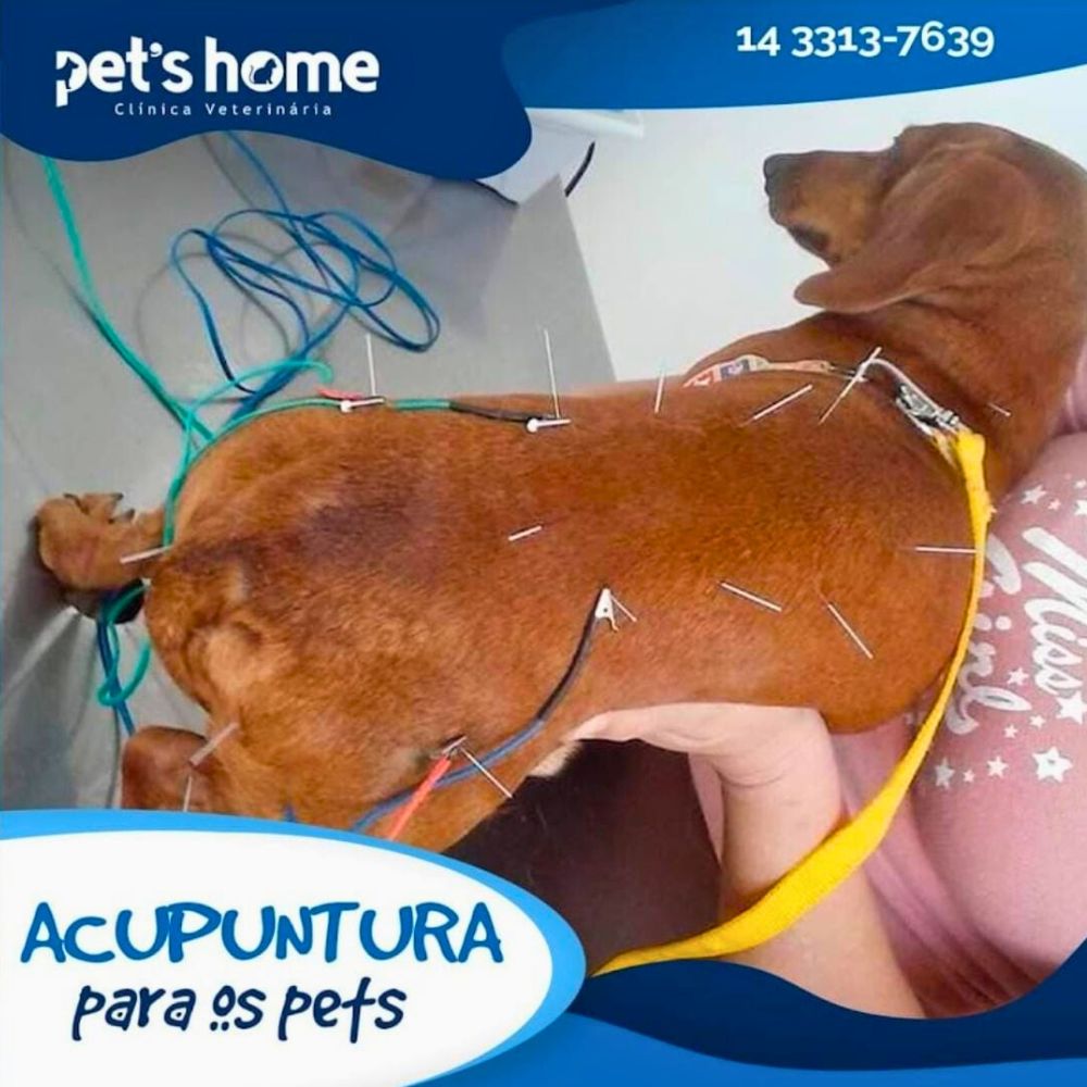 Pets Home Clinica Veterinária _Bauru_Club Love Pet_Foto 4