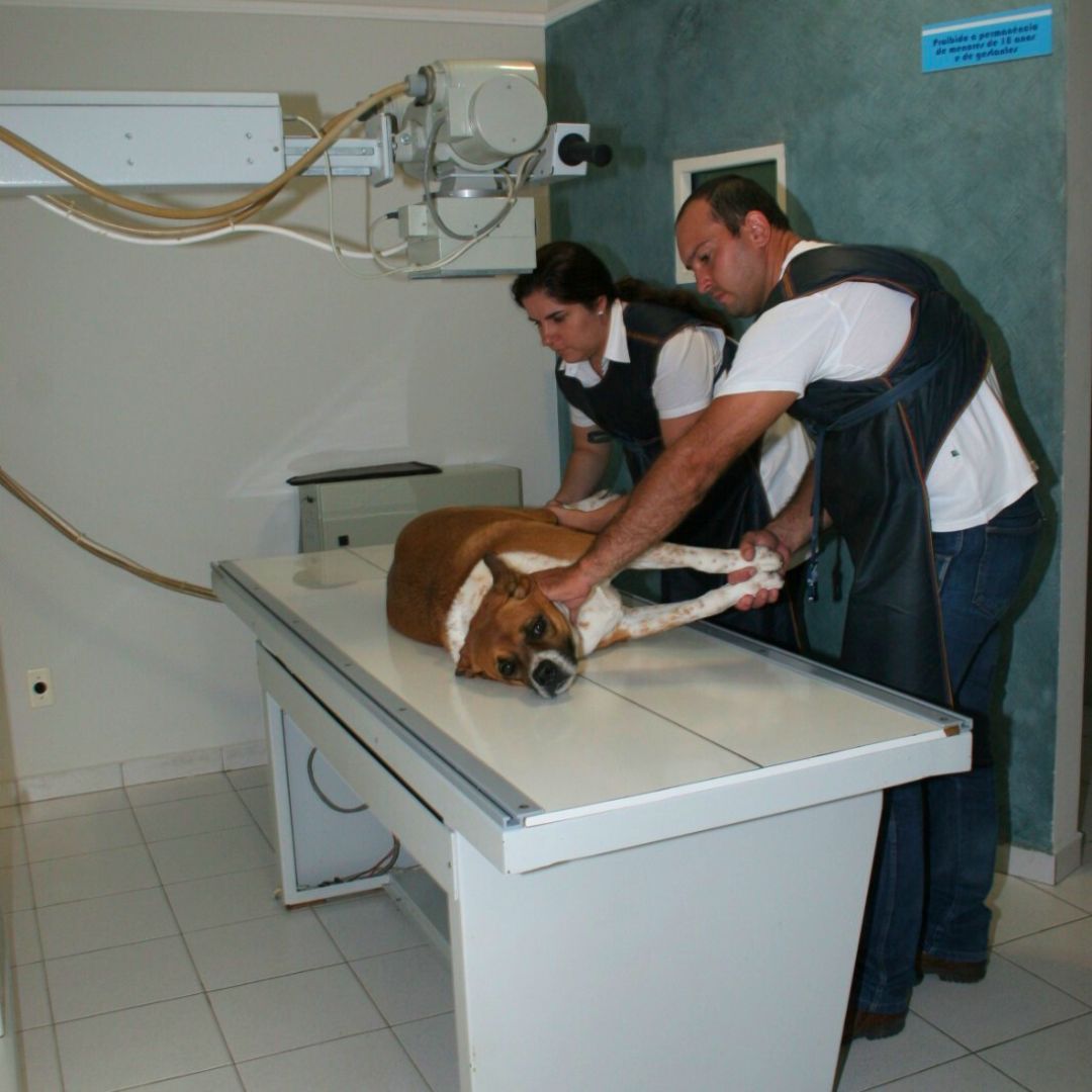 LABORCARE Diagnóstico Veterinário_Bauru_Club Love Pet_Foto 4