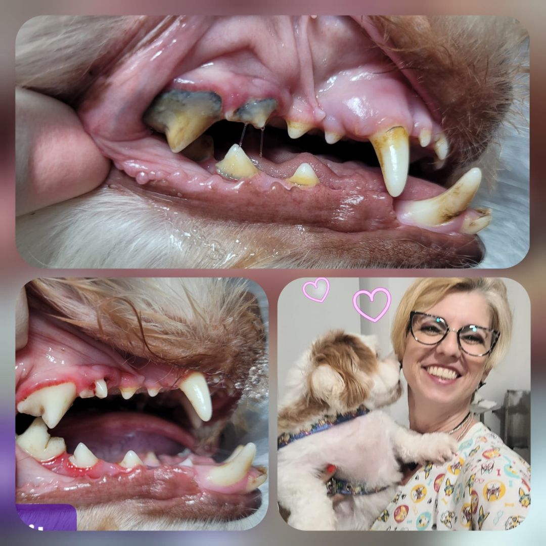 Rossini Clínica Veterinária_Bauru_Club Love Pet_Foto 12