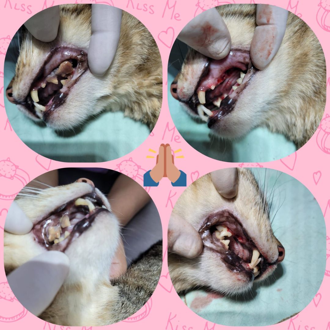 Rossini Clínica Veterinária_Bauru_Club Love Pet_Foto 13